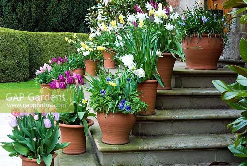 Pots de printemps de Tulipa et Narcisse sur les marches à Kelmarsh Hall, Northants, NGS