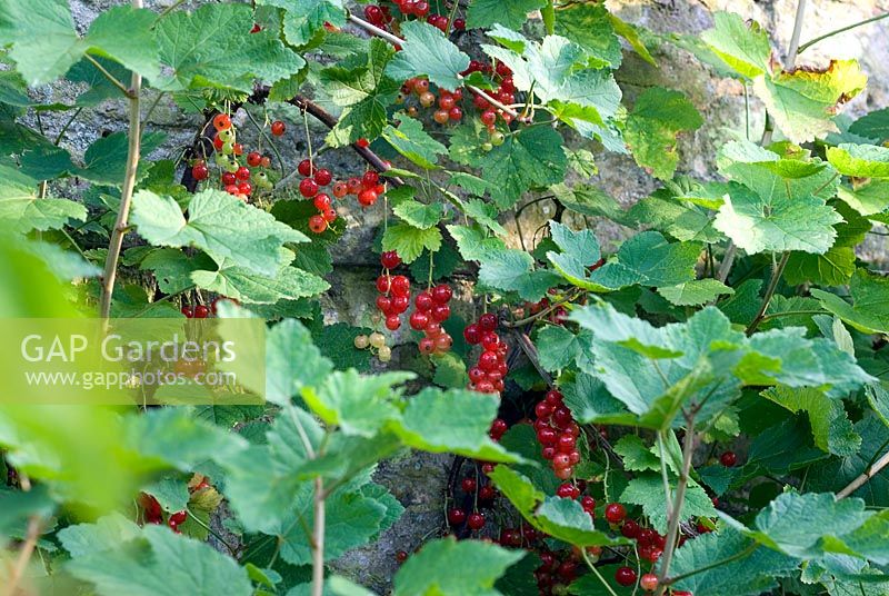 Ribes - groseilles rouges formés sur le vieux mur