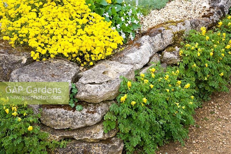 Corydalis lutea poussant dans les fissures du mur de pierre