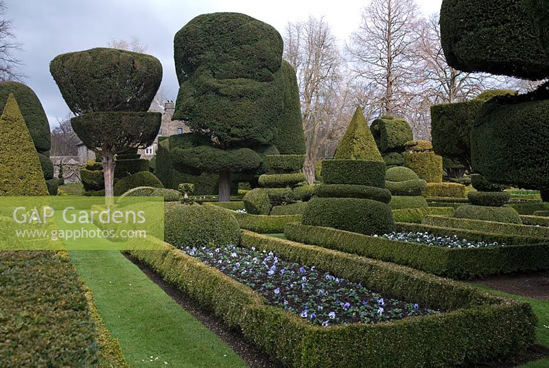 Le jardin topiaire avec des formes en Taxus baccata et Buxus sempervirens et des parterres de fleurs avec alto et bordé de Buxus sempervirens 'Suffruticosa' à Levens Hall, Cumbria au printemps