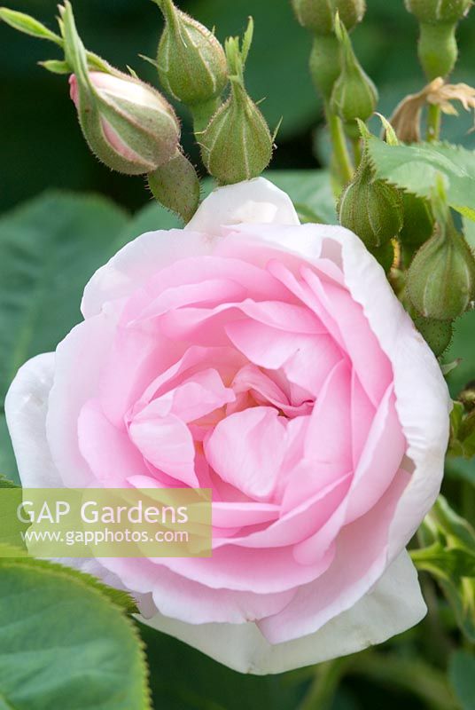 Rosa 'Celeste' syn. avec Rosa 'Celestial '. Une rose Alba au feuillage vert grisâtre, en double coupe, fleurs parfumées - Ousden House