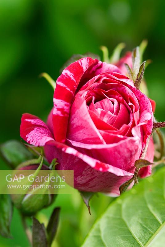 Rosa 'Ferdinand Pichard' - Vieille rose hybride perpétuelle. Répétez la floraison rose rayé avec un parfum riche. RHS - Maison Ousden