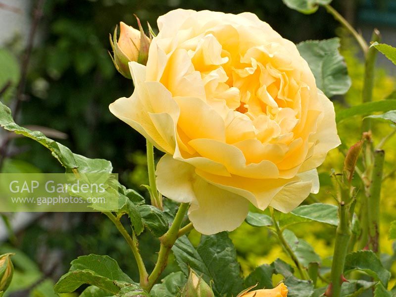 Rosa 'Graham Thomas' - Rosette en quartiers à rosier arbuste entièrement parfumé en double