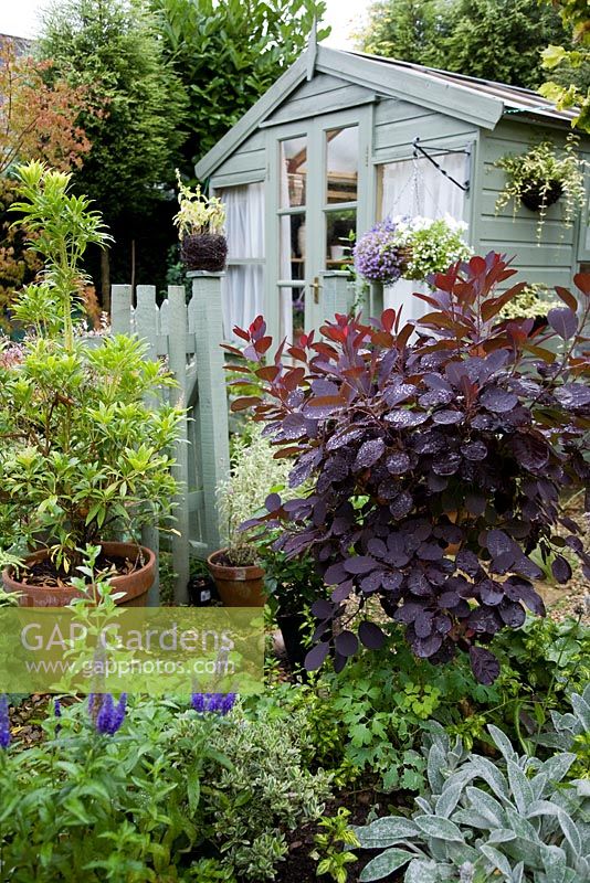Pavillon vert pâle, porte et clôture dans le jardin avec une variété mixte d'arbustes, y compris Cotinus 'Royal Purple' avec un feuillage rouge-violet foncé