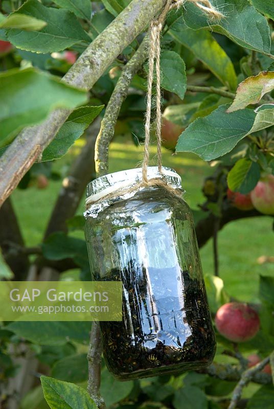 Pot de confiture rempli d'eau suspendu dans un pommier pour attraper des guêpes