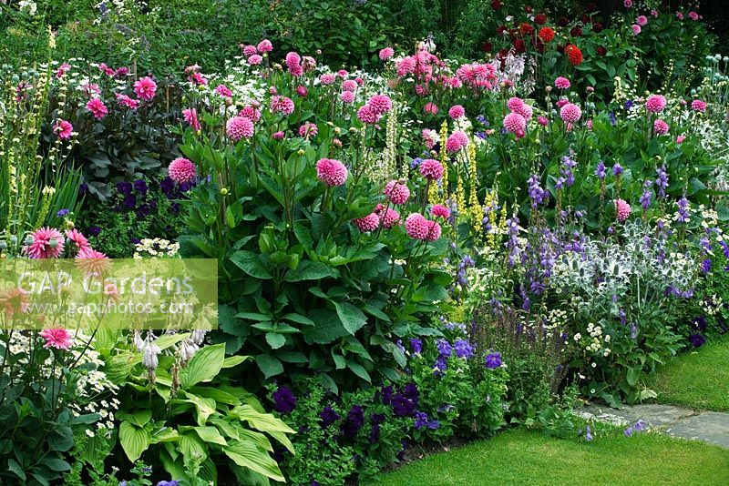 Parterre de fleurs dans le 'Jardin englouti' contenant du Dahlia, Hosta, Sisyrinchium, Pétunia, Campanule et Eryngium - Chenies Manor Gardens