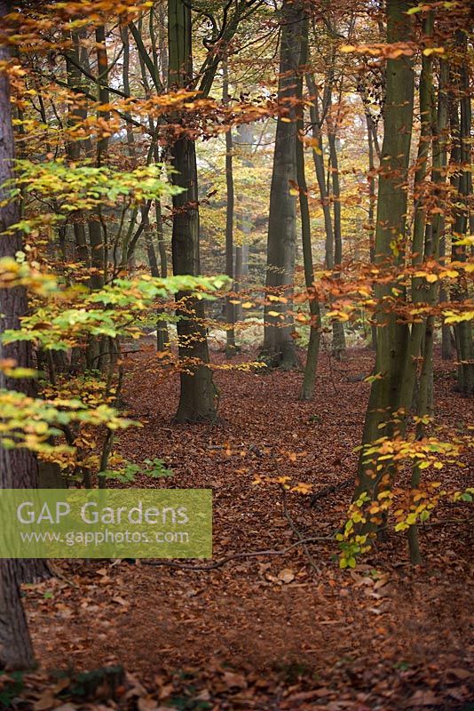 Arbres d'automne à Black Park, Buckinghamshire