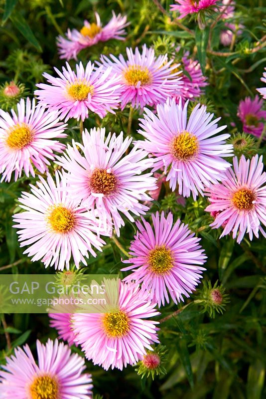 Aster novae-angliae - Nouvelle-Angleterre Aster