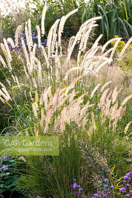 Pennisetum orientale 'Tall Tails' et Pennisetum orientale 'Karley Rose'