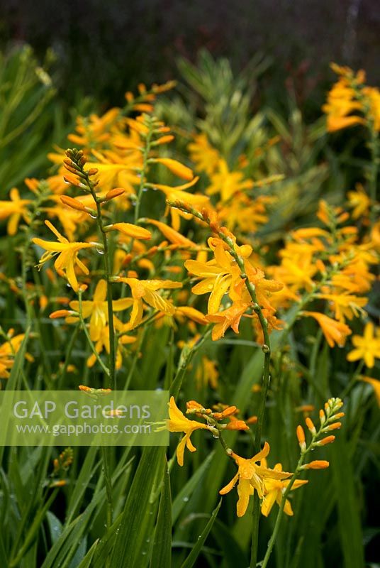 Crocosmie 'George Davison'