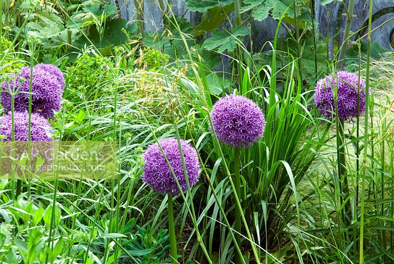 Allium 'Gladiator' en parterre de fleurs dans le jardin privé des concepteurs de jardin