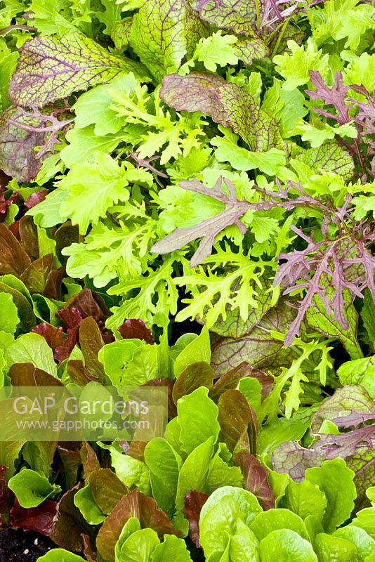 Mélange de feuilles de salade de Lactuca sativa longifolia 'Green Frills', Brassica juncea 'Green Frills' et Brassica juncea 'Red Giant'