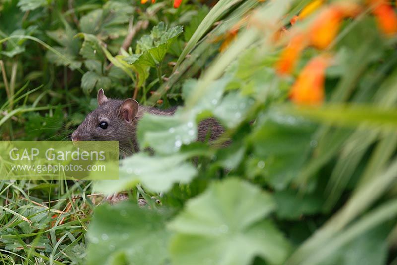 Rattus norvegicus - Rat brun à la recherche de nourriture