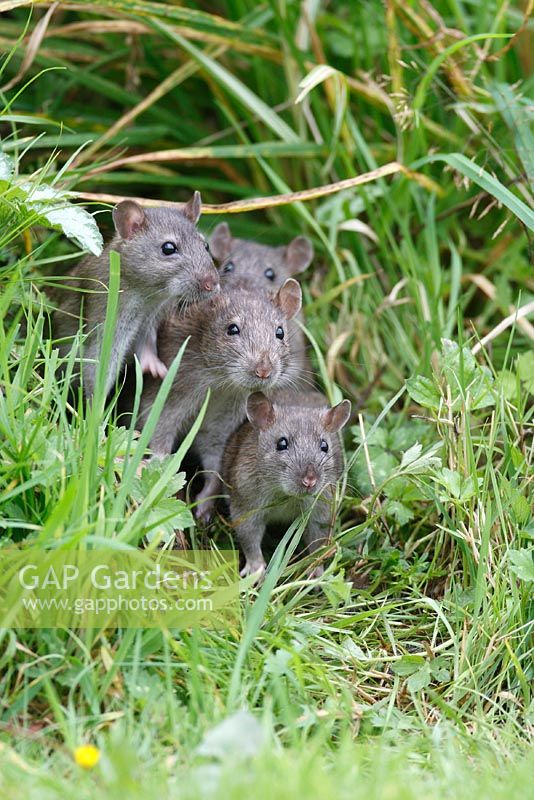 Rattus norvegicus - Rat jeunes regardant du parterre de fleurs vue de face