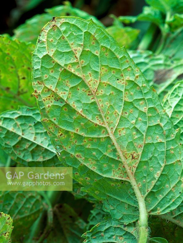 Puccinia menthae - Rouille sur les feuilles de menthe