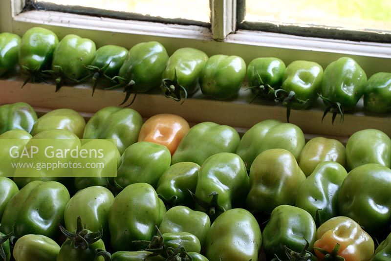 Lycopersicum 'San Marzano Lungo F1 Hybrid' - Maturation des tomates bio prunes sur le rebord de la fenêtre