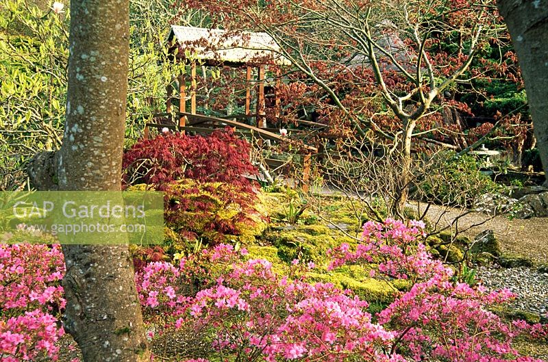 Azalée rose et acer rouge pourpre profond à côté d'Acer 'Osakazuki' montrant de nouvelles feuilles cuivrées avec des pierres moussues et un pont au-delà dans le jardin japonais, St Mawgan, Cornwall