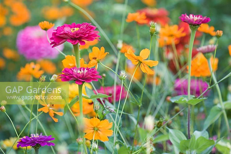 Zinnia et orange Cosmos sulphureus