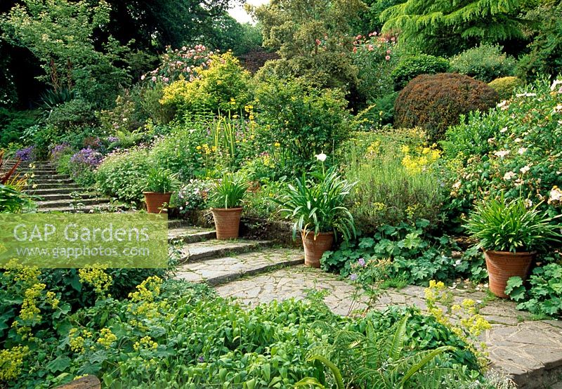 Étapes menant à travers des parterres de fleurs, rythmées par des pots d'Agapanthus, entourées de géraniums robustes, d'Alchemilla et de Campanula - Docton Mill Gardens, Hartland, Devon