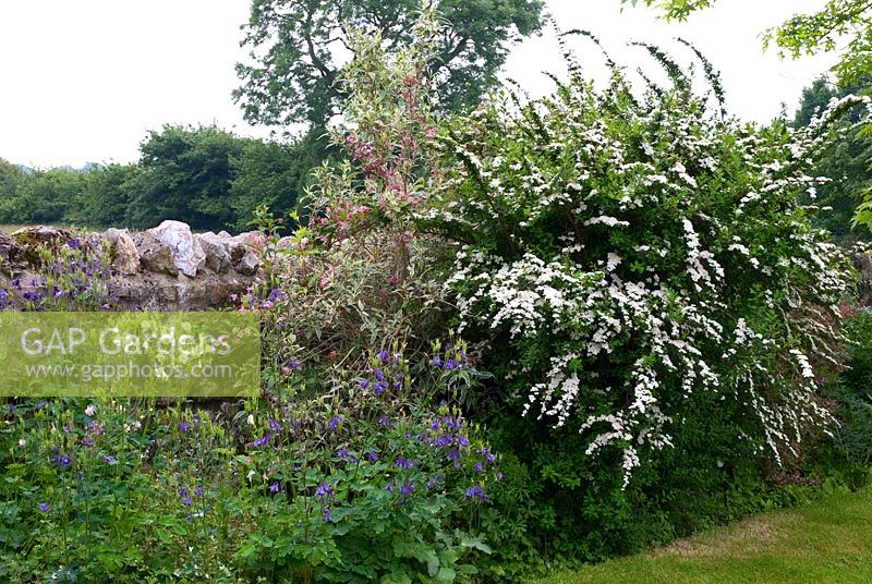 Spiraea nipponica 'Snowmound' poussant à côté d'un mur de pierre