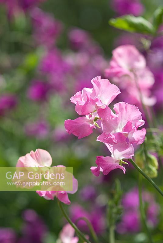 Lathyrus odoratus 'Jayne Amanda'