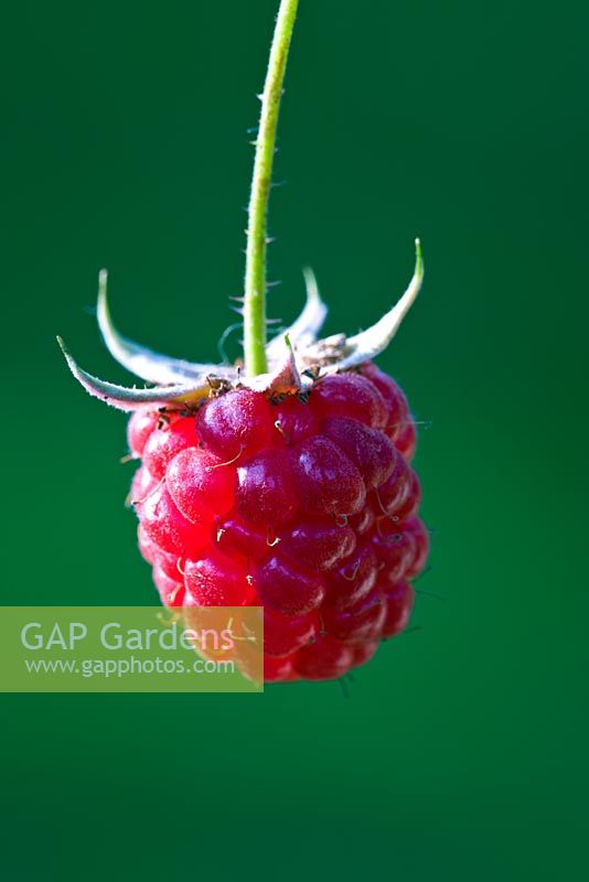 Rubus idaeus - Framboise