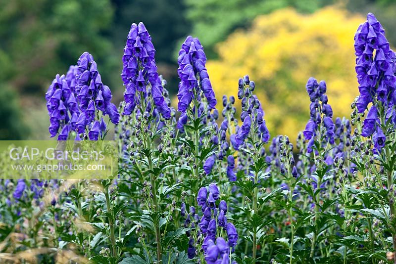 Aconitum carmichaelii 'Arendsii' à RHS Harlow Carr