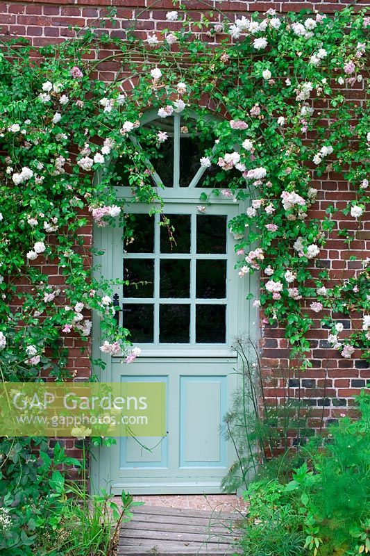 Rose grimpante contre le mur de la maison - Les Jardins d ' Angélique, France