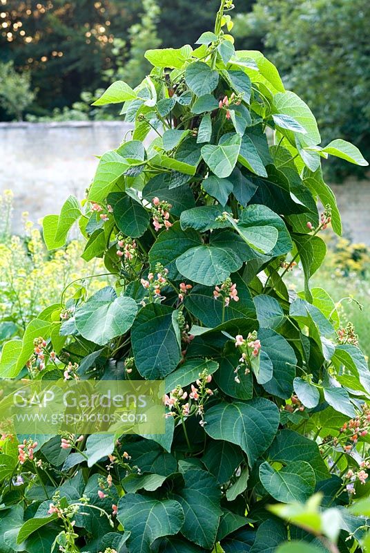 Phaseolus coccineus 'Celebration' - Haricots verts en fleur