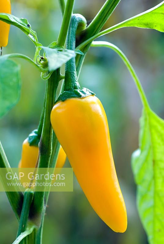 Capsicum annuum 'Bulgarian Carrot' - Piment
