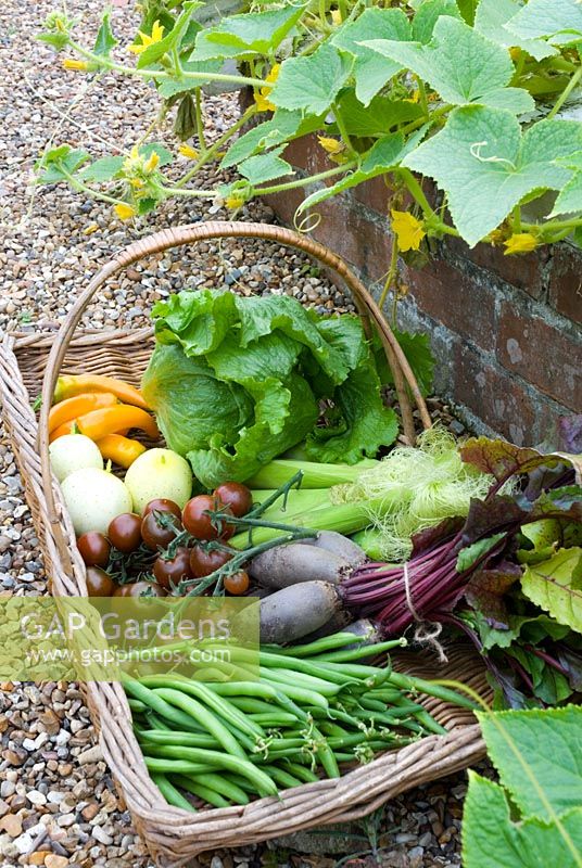 Panier de produits d'été fraîchement récoltés - tomates, concombres, laitue, poivrons, haricots, maïs doux et betteraves