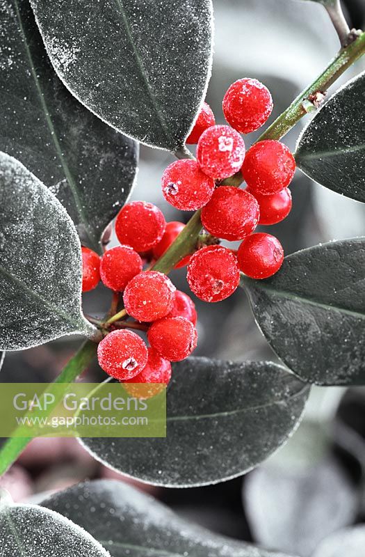 Ilex altaclarensis - Holly berris couvert de gel tôt le matin
