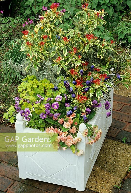 Feuillage printanier et fleurs dans un creux blanc. Pieris 'Flaming Silver' avec Helichrysum angustifolium, Muscari latifolium, Aquilegia vervaeneana 'Woodside', altos et primevère double