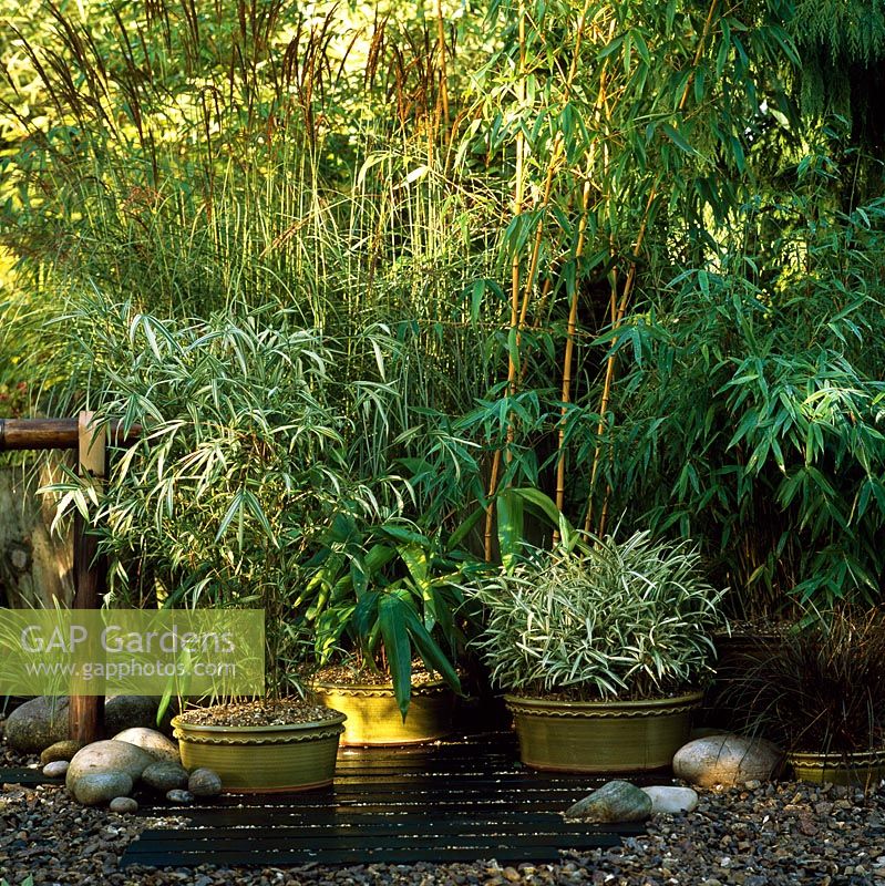 Graminées mixtes - Miscanthus sinensis 'Silberspinne', Phyllostachys bambusoides 'Allgold', Pleioblastus variegatus, Pleioblastus shibuyanus 'Tsuboi', Indocalamus tessellatuss, Fargesia murieliae et Carex morrowii 'Variegata'