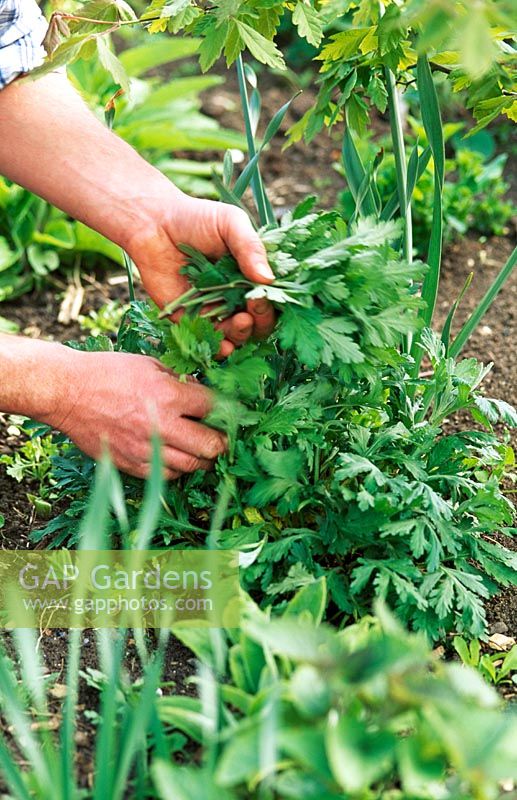 Pincer les pousses d'une plante herbacée vivace au début de l'été pour favoriser la croissance buissonnante. Le soi-disant 'Chelsea Chop'