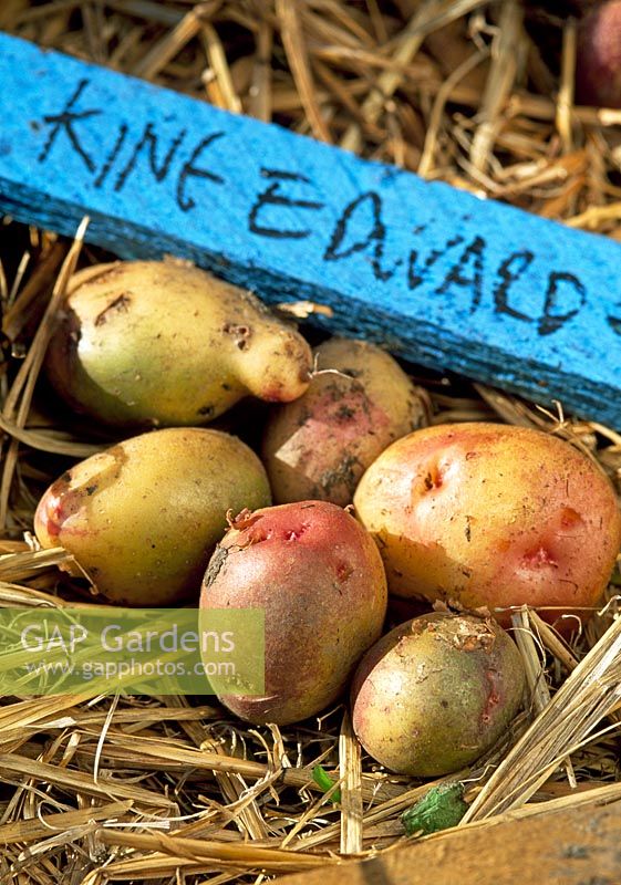 Pommes de terre King Edward