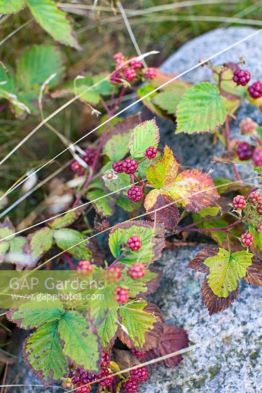 Rubus - mûre sauvage poussant à côté d'une route de campagne