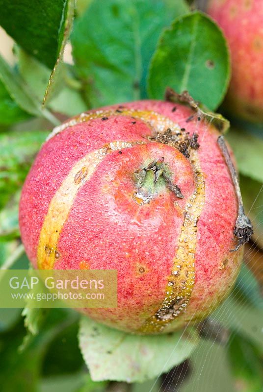 Malus - pomme avec Hoplocampa testudinea - attaque de tenthrède en septembre