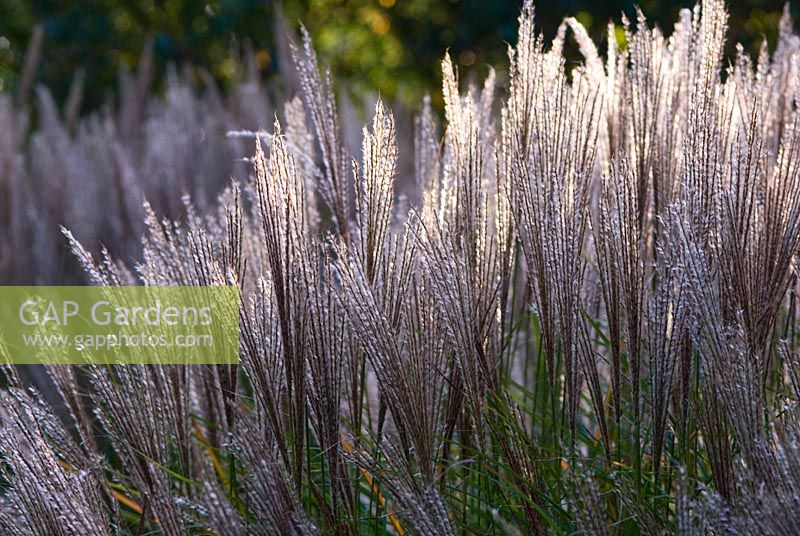 Miscanthus sinensis 'Silberspinne'