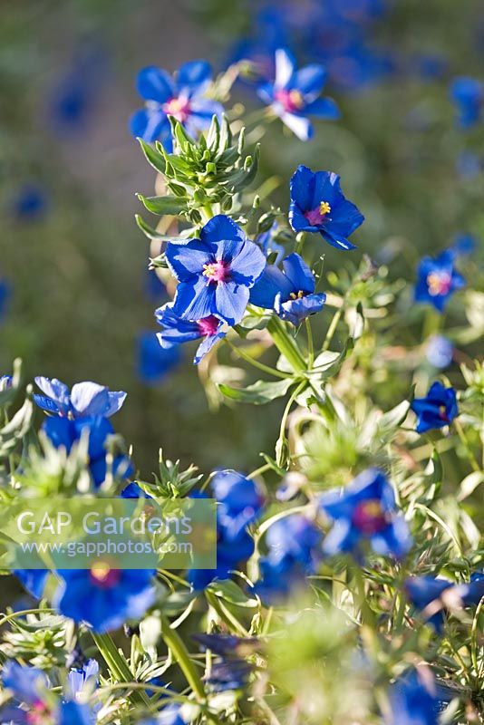 Anagallis monelli 'Skylover'