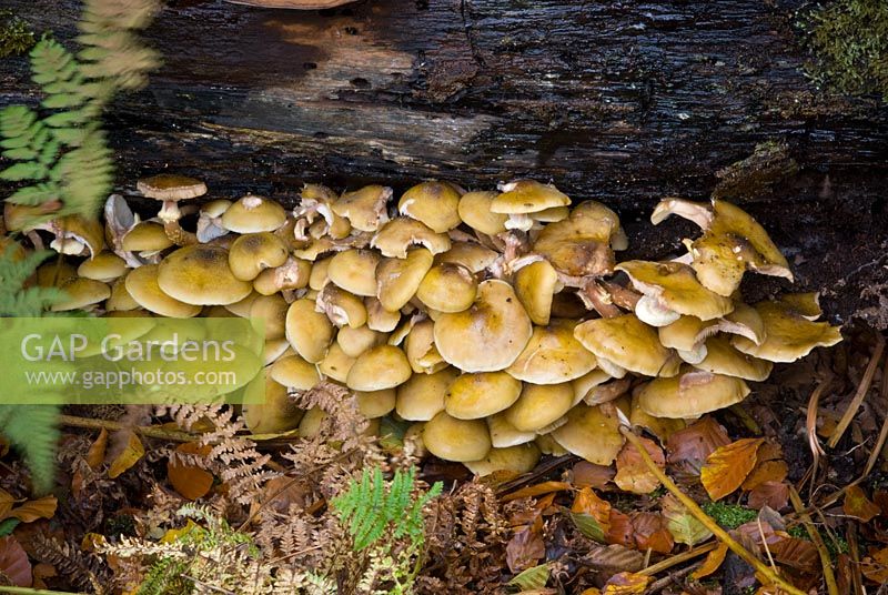 Amillarea Mellea - Groupe de champignons de miel comestibles poussant sur un arbre mort tombé