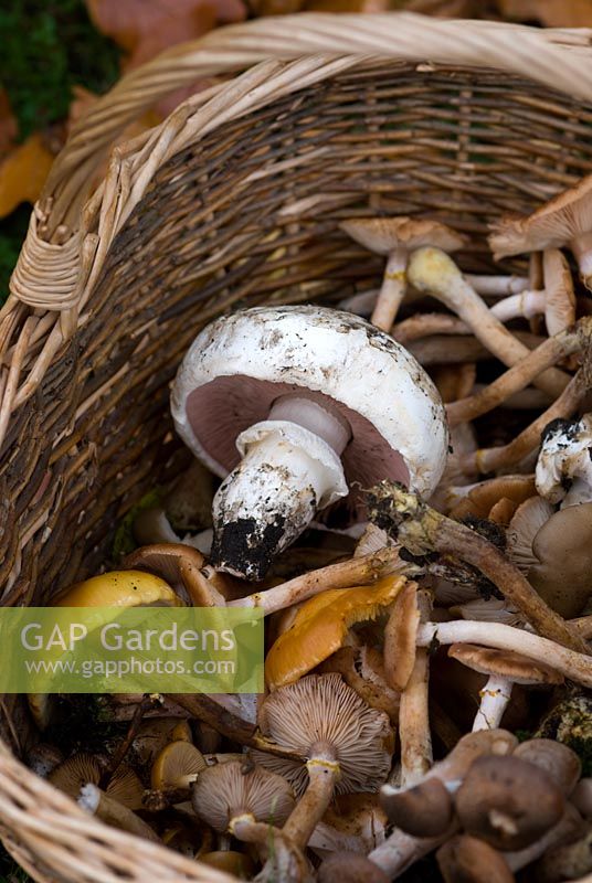 Champignons sauvages récoltés dans un panier en osier, y compris champignon d'asphalte, champignon de poulet frit et champignon de miel