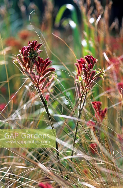 Anigozanthos flavidus et Carex buchananii dans le jardin 'Renew' RHS Hampton Court Flower Show