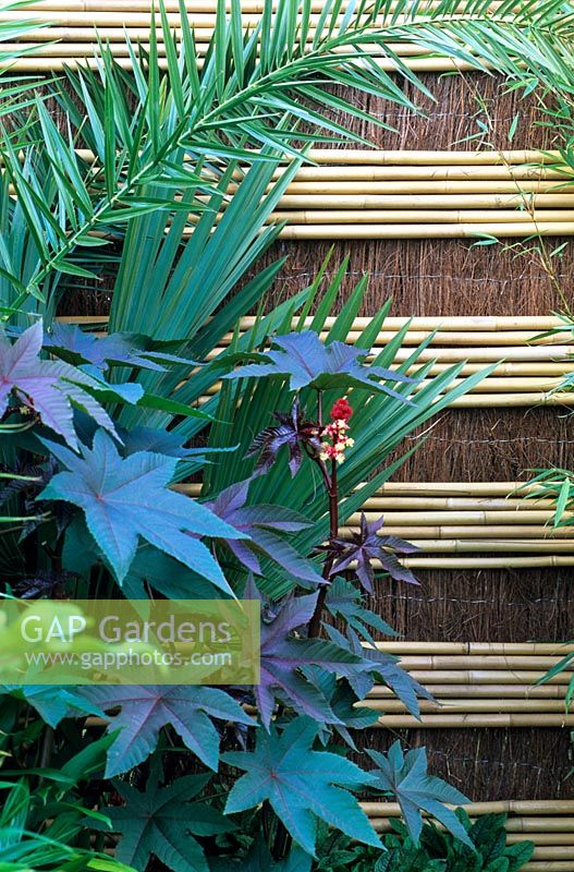 Ricinus communis avec une clôture en bambou et en broussailles dans le jardin 'Hideaway', RHS Hampton Court Flower Show