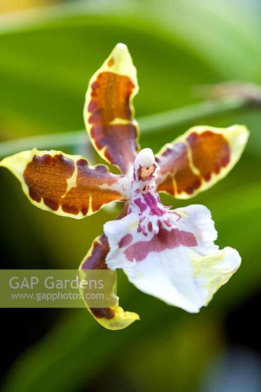 Oncidium Colmanara - Orchidée monarque de la jungle