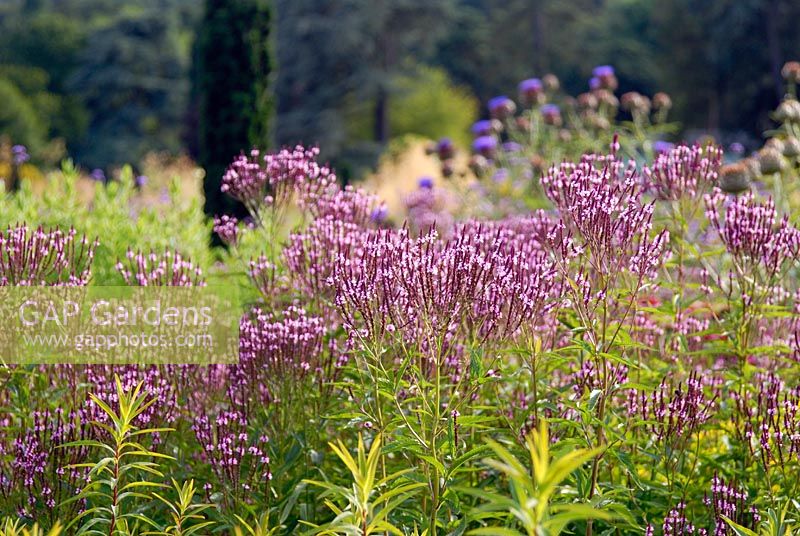 Verbena hastata 'Rosea' - Les jardins italiens de Trentham