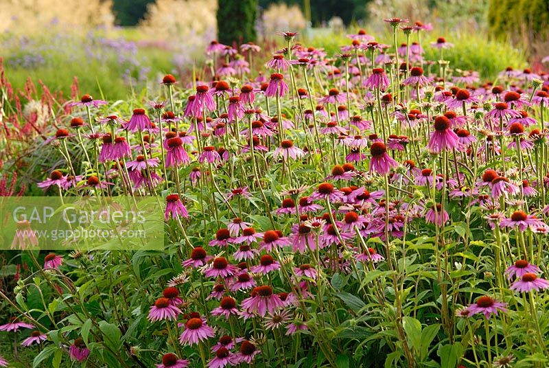Echinacea 'Magnus' - Les jardins italiens de Trentham