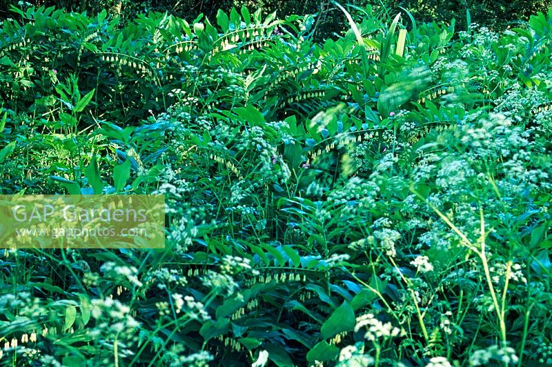 Polygonatum biflorum avec Anthriscus sylvestris en forêt de feuillus