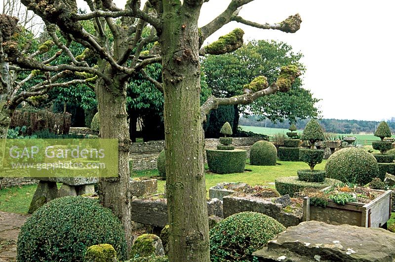 Têtes noueuses de tilleuls étêtés dans le jardin d'hiver avec au-delà de la tourmente et du jardin topiaire - Rodmarton Manor, Gloucestershire
