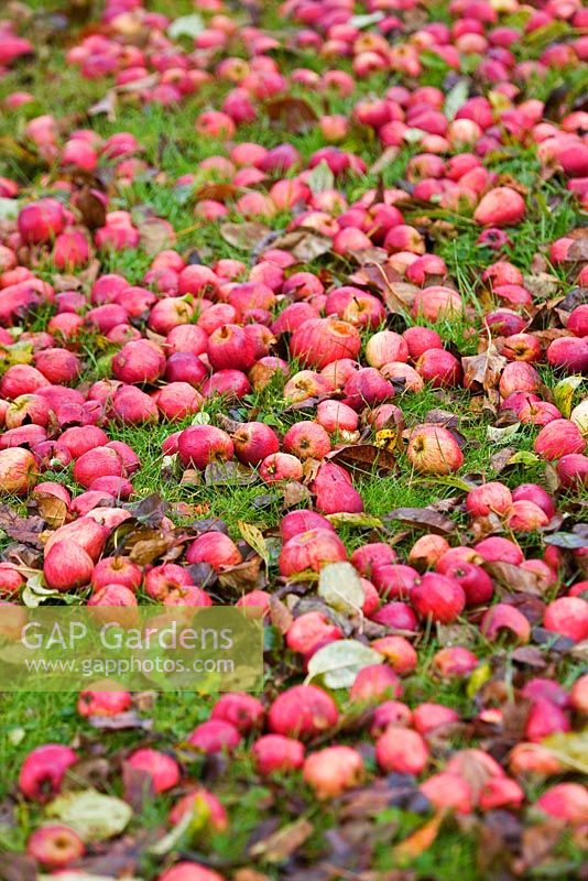 Pommes tombées pourrissant sur le sol